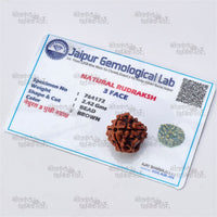 Three Mukhi Rudraksha – 3 Mukhi Agni Rudraksha for Energy & Courage by Nilkanthdham